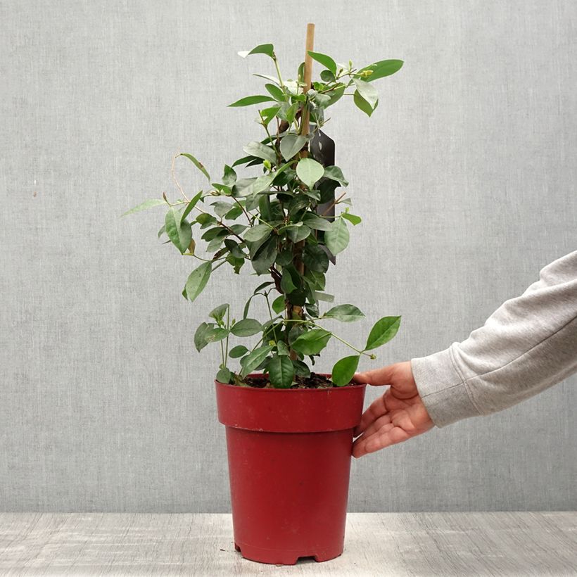 Amostra de Araçá - Psidium cattleianum Vaso de 6 L/7 L tal como entregue na primavera