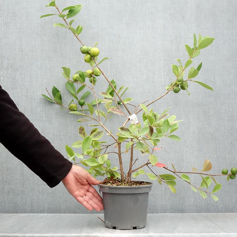 Amostra de Araçá-amarelo - Psidium cattleyanum f. lucidum Vaso de 3 L/4 L tal como entregue no outono
