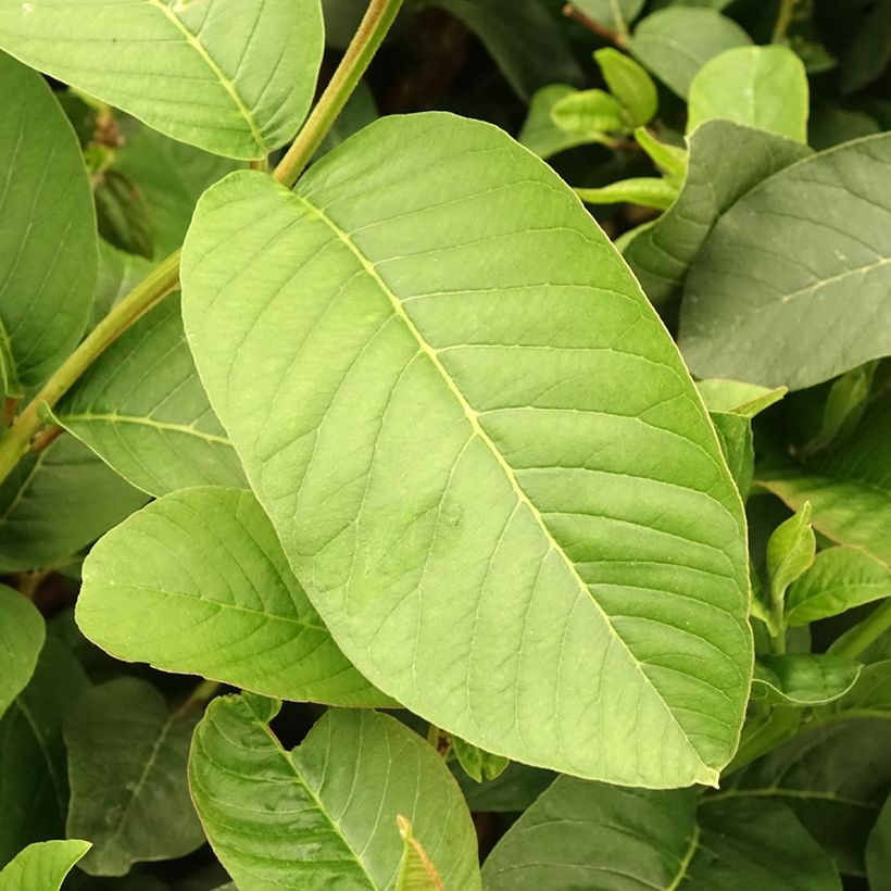 Goiabeira Limon - Psidium guajava (Folhagem)