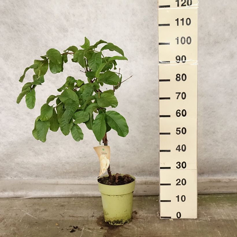 Amostra de Goiabeira Limon - Psidium guajava Vaso de 6 L/7 L tal como entregue no outono