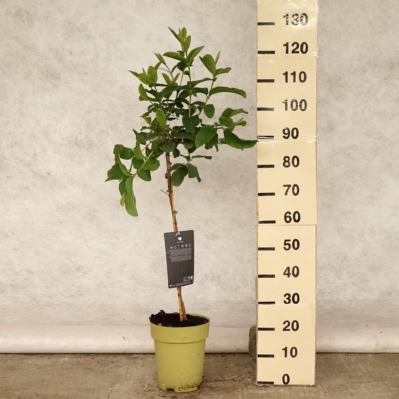 Amostra de Goiabeira Limon - Psidium guajava Vaso de 6 L/7 L tal como entregue no verão