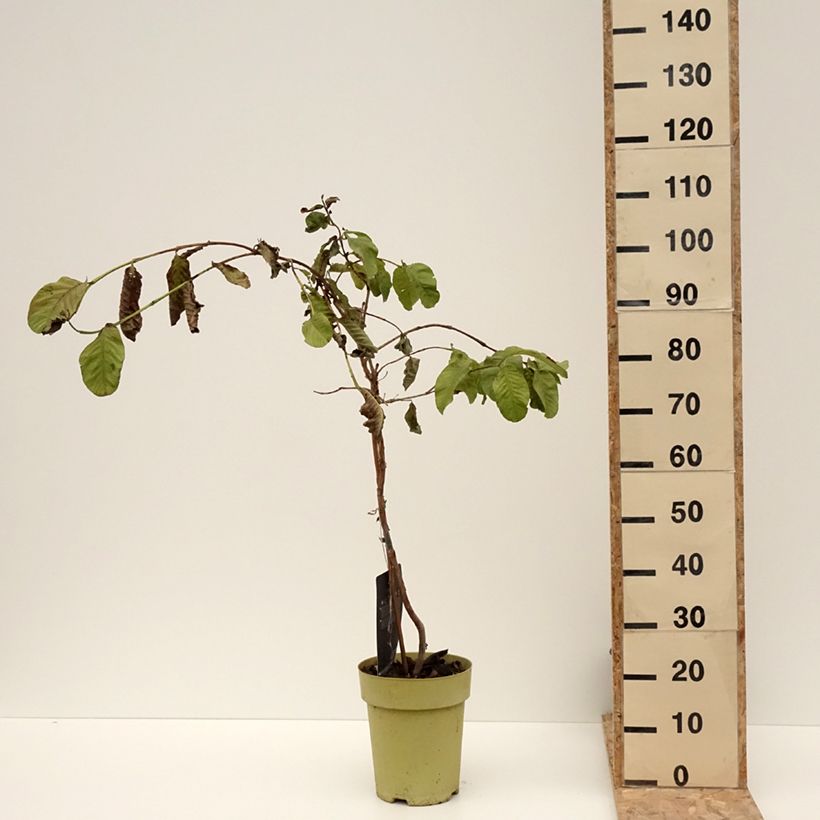 Amostra de Psidium guajava Limon - goyavier citron jaune Vaso de 6 L/7 L tal como entregue no inverno