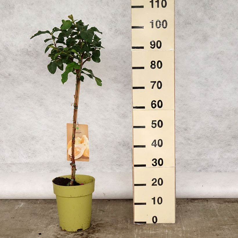 Amostra de Goiabeira Limon - Psidium guajava Vaso de 6 L/7 L tal como entregue na primavera