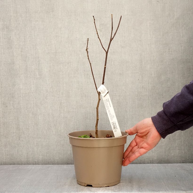 Amostra de Ptelea trifoliata Aurea Vaso de 3 L/4 L tal como entregue na primavera