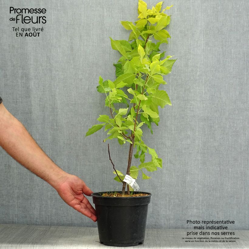 Amostra de Ptelea trifoliata Aurea Vaso de 3 L/4 L tal como entregue no verão