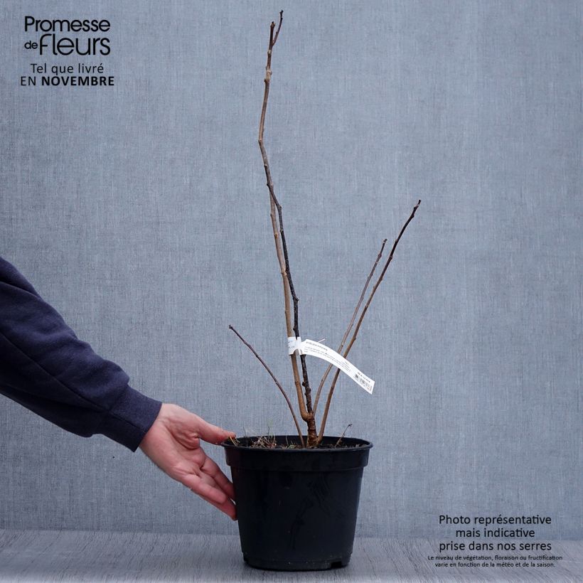 Amostra de Ptelea trifoliata Vaso de 3 L/4 L tal como entregue no outono