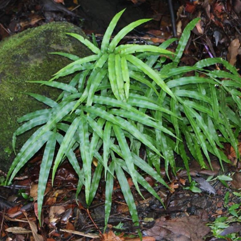 Pteris umbrosa (Hábito)