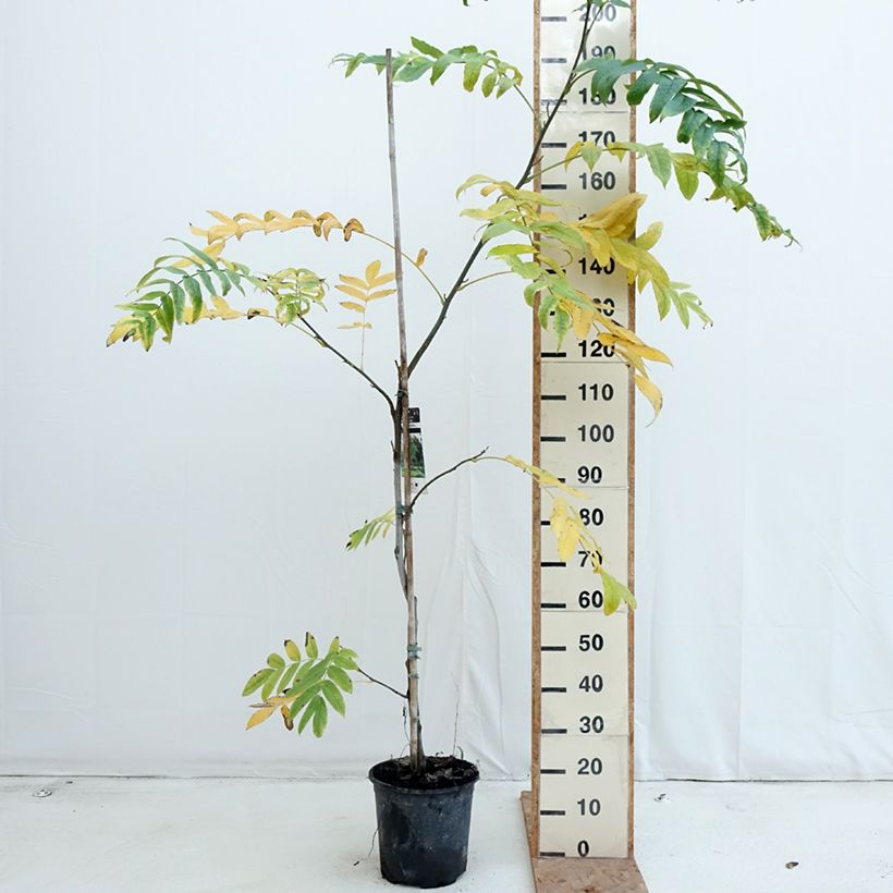 Amostra de Pterocarya fraxinifolia Vaso de 6 L/7 L tal como entregue no outono