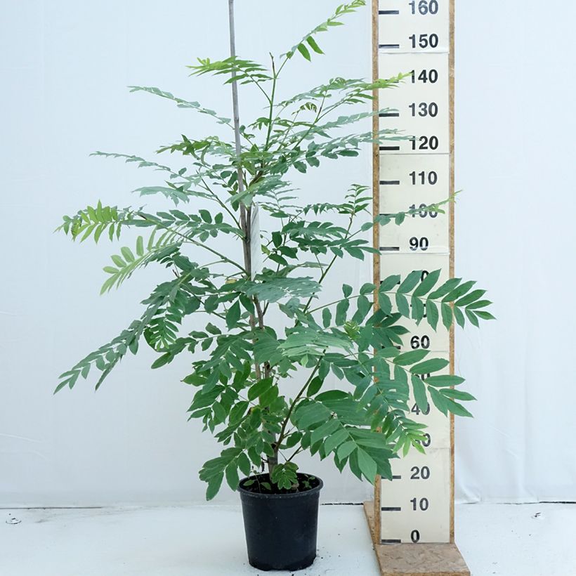 Amostra de Pterocarya fraxinifolia Vaso de 6 L/7 L tal como entregue no verão