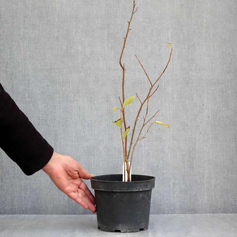 Amostra de Pterostyrax corymbosa Vaso de 3 L/4 L tal como entregue no outono