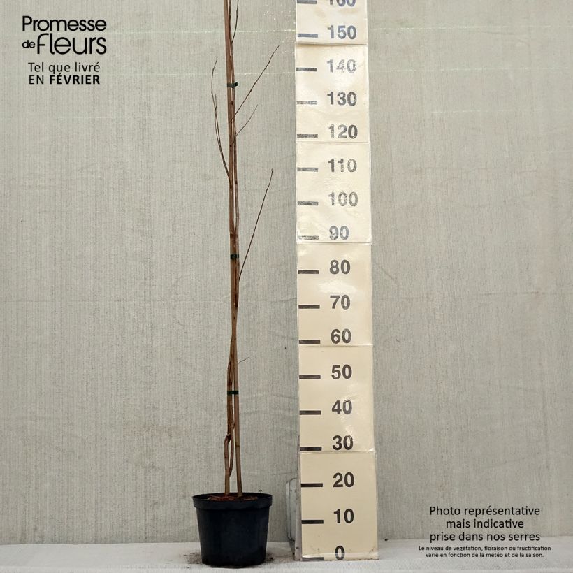 Amostra de Pterostyrax corymbosa Vaso de 3 L/4 L tal como entregue no inverno