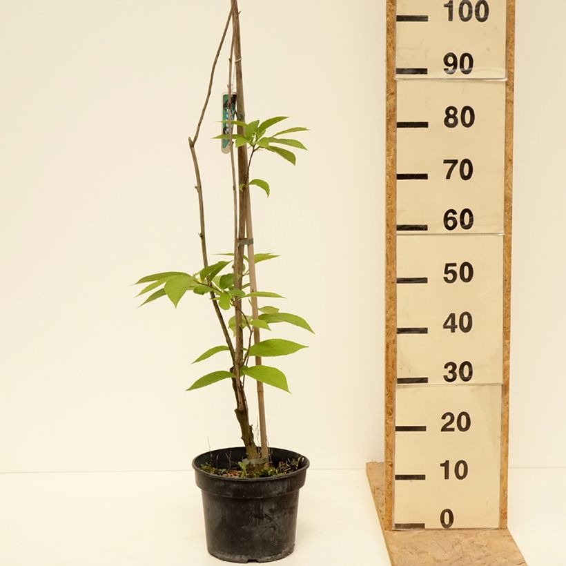 Amostra de Pterostyrax hispida Vaso de 4 L/5 L tal como entregue na primavera