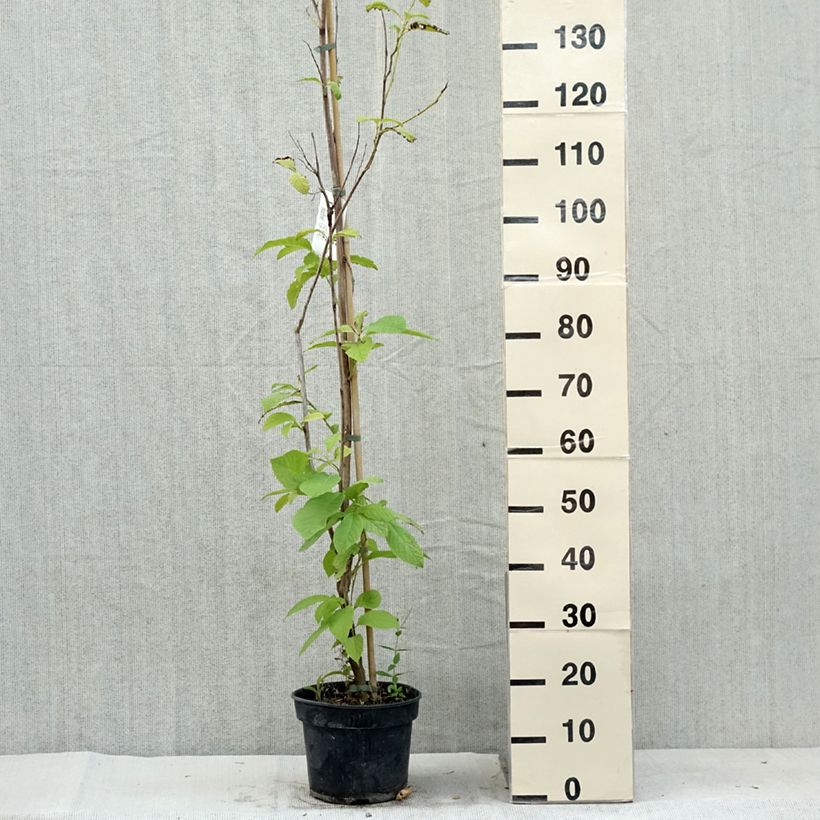 Amostra de Pterostyrax hispida Vaso de 4 L/5 L tal como entregue no verão