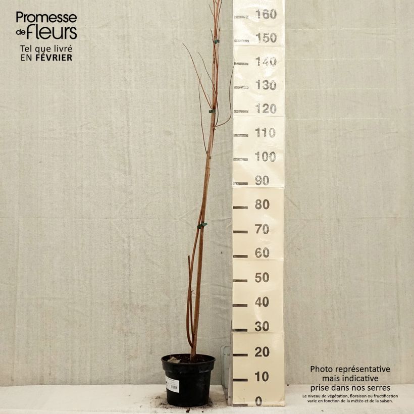 Amostra de Pterostyrax hispida - Arbre aux épaulettes Vaso de 4 L/5 L tal como entregue no inverno