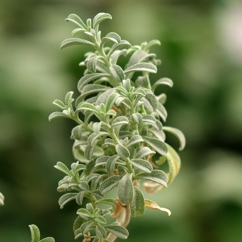 Ptilotrichum spinosum Rubrum (Folhagem)
