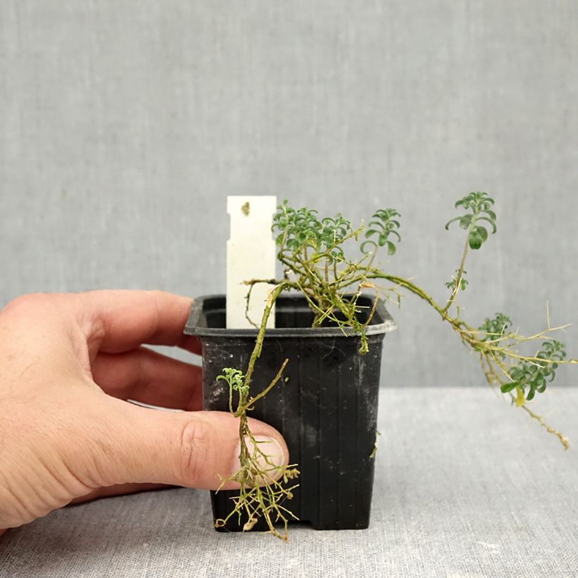 Amostra de Ptilotrichum spinosum Rubrum Vaso de 8/9 cm tal como entregue no outono
