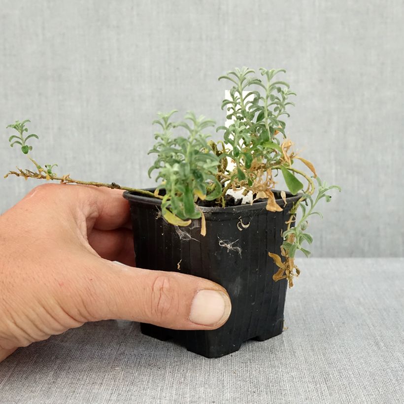 Amostra de Ptilotrichum spinosum Rubrum - Alysson épineux Godet de 8/9 cm tal como entregue no verão