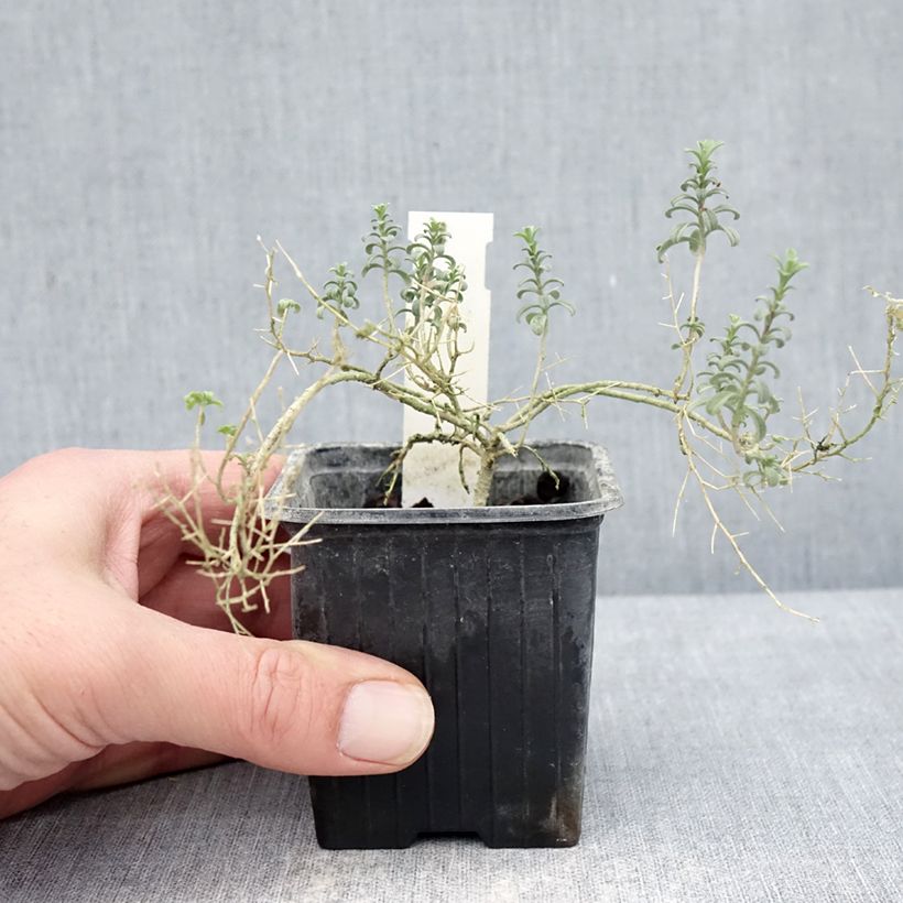 Amostra de Ptilotrichum spinosum Rubrum Vaso de 8/9 cm tal como entregue no inverno