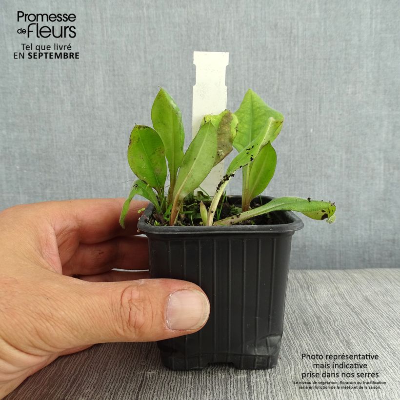 Amostra de Pulmonária Blue Ensign Vaso de 8/9 cm tal como entregue no verão