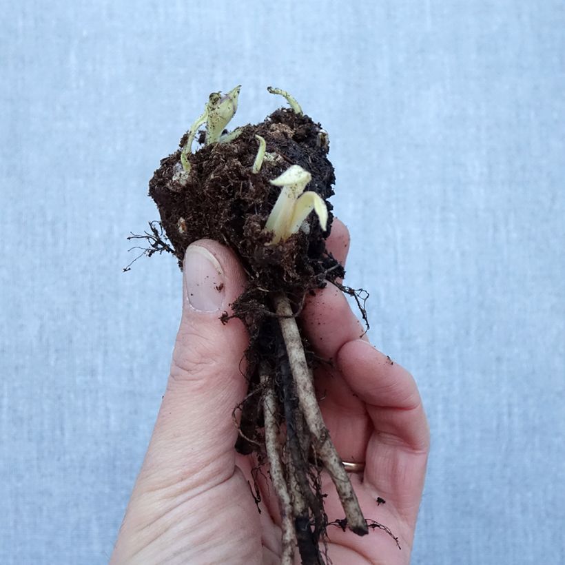 Amostra de Pulmonaire hybride - Pulmonaria Diane Clare Raízes nuas tal como entregue no inverno