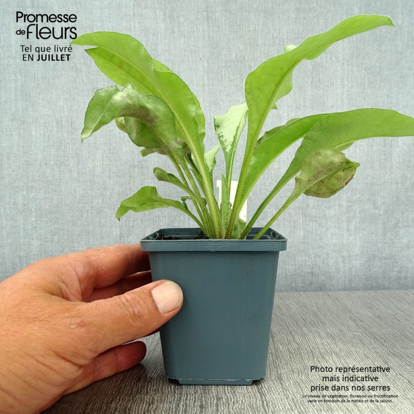 Amostra de Pulmonária Majesté Vaso de 8/9 cm tal como entregue no verão