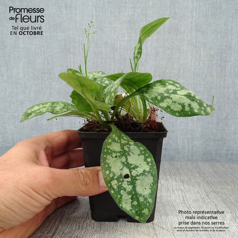 Amostra de Pulmonária Opal Vaso de 8/9 cm tal como entregue no outono