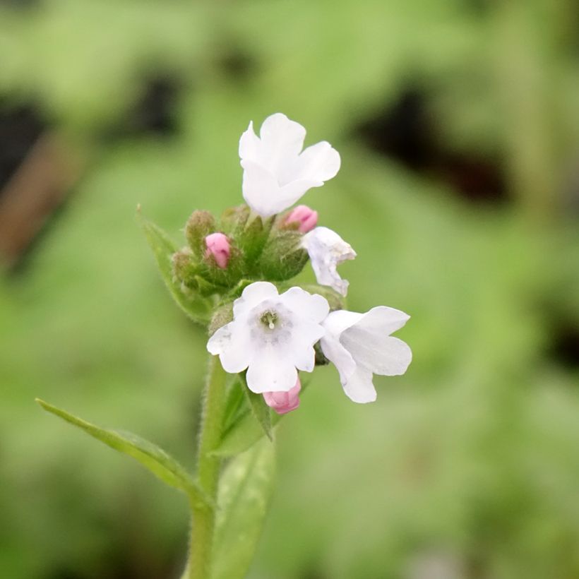 Pulmonária Opal (Floração)