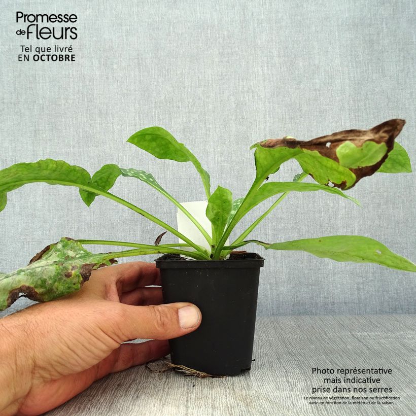 Amostra de Pulmonária Sissinghurst White Vaso de 8/9 cm tal como entregue no outono