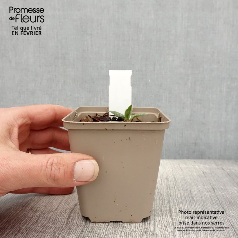 Amostra de Pulmonária Twinkle Toes Vaso de 8/9 cm tal como entregue no inverno