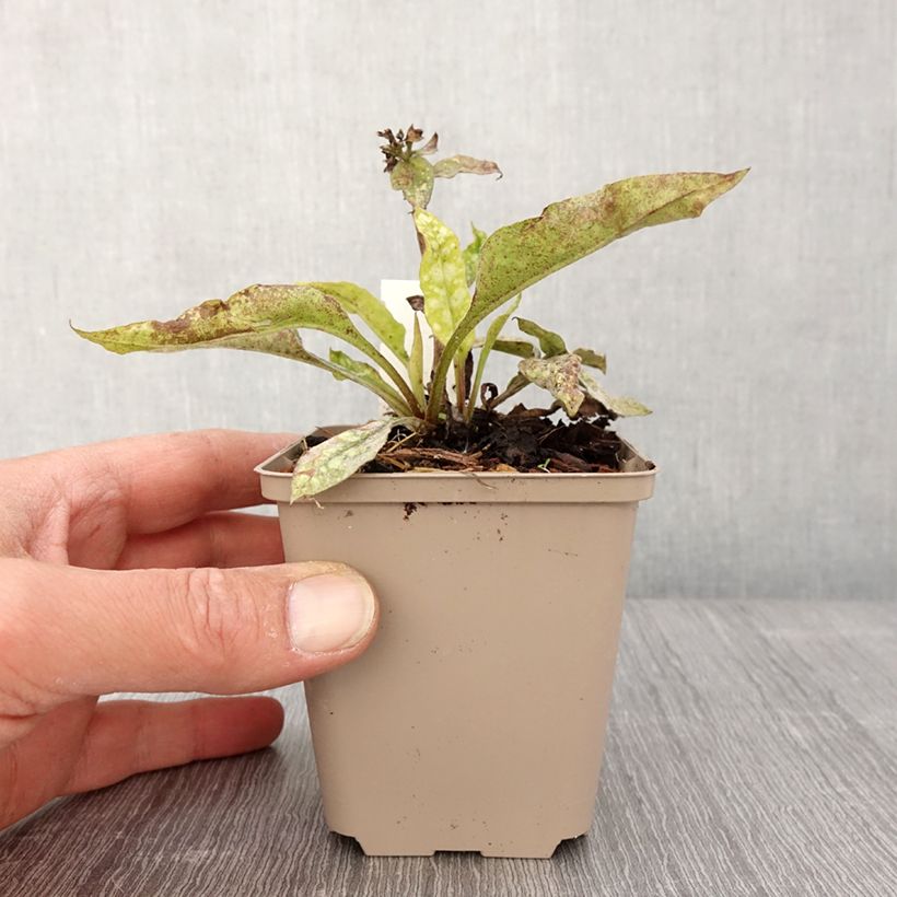 Amostra de Pulmonária Twinkle Toes Vaso de 8/9 cm tal como entregue na primavera