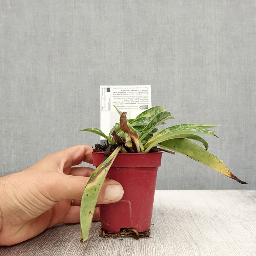 Amostra de Pulmonária longifolia subsp. cevennensis Vaso de 8/9 cm tal como entregue no outono