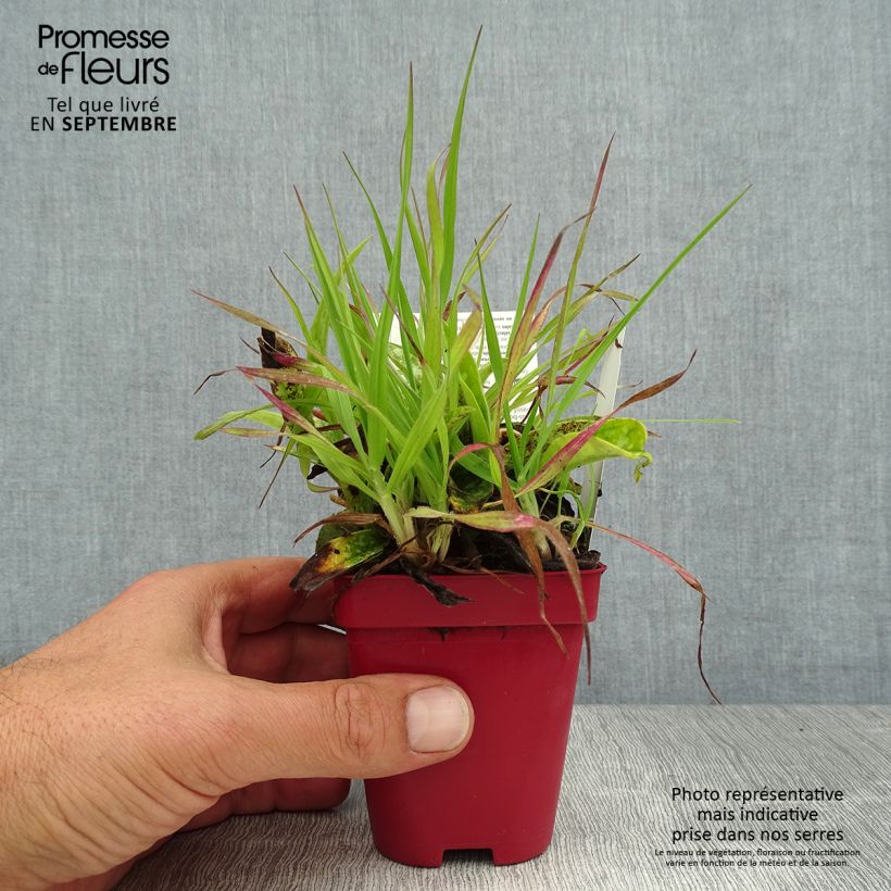 Amostra de Pulmonária longifolia subsp. cevennensis Vaso de 8/9 cm tal como entregue no verão