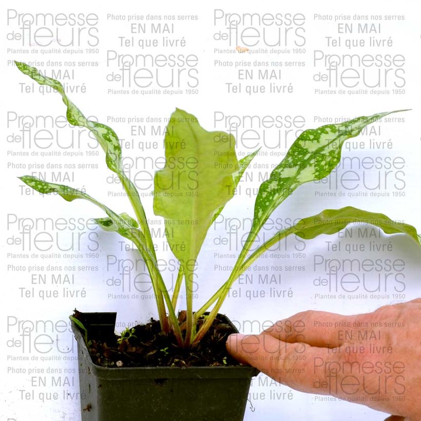 Exemplo de amostra de Pulmonaire hybride - Pulmonaria Margery Fish Vaso de 8/9 cm tal como entregue