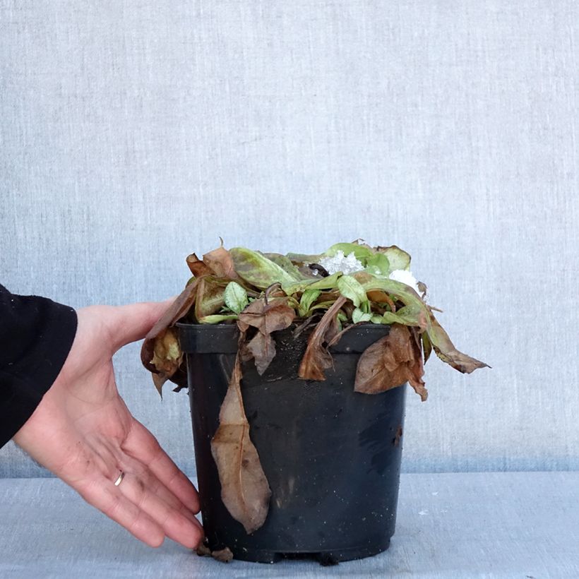 Amostra de Pulmonaire Moonshine - Pulmonaria Pot de 3L/4L tal como entregue no inverno