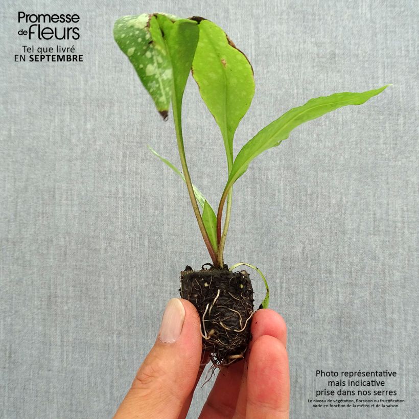 Amostra de Pulmonária saccharata Silver Bouquet Mini-torrão Ø 3/4 cm tal como entregue no outono