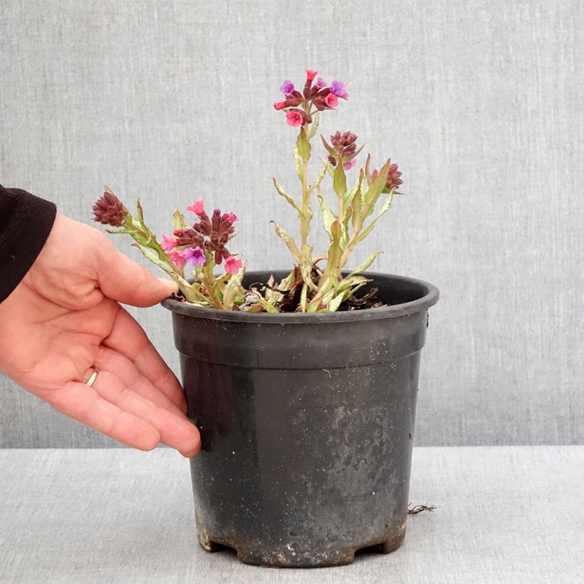 Amostra de Pulmonária saccharata Silver Bouquet Vaso de 2 L/3 L tal como entregue na primavera