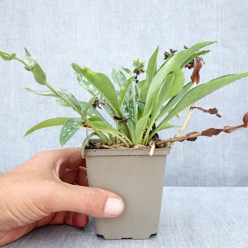 Amostra de Pulmonária longifolia E.B Anderson (Bertram Anderson) Vaso de 8/9 cm tal como entregue no verão