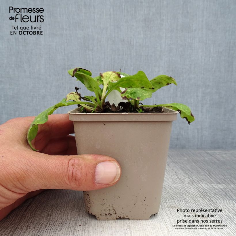 Amostra de Pulmonária officinalis Vaso de 8/9 cm tal como entregue no outono