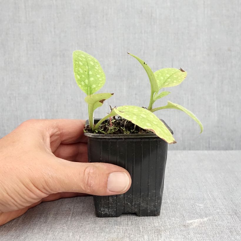 Amostra de Pulmonária saccharata Dora Bielefeld Vaso de 8/9 cm tal como entregue no outono