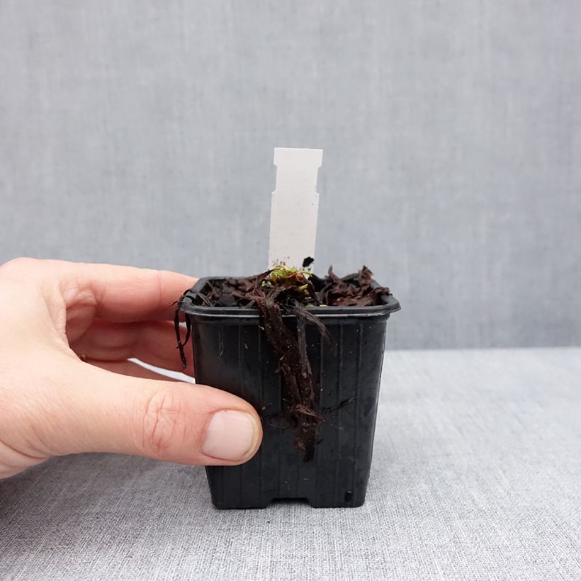 Amostra de Pulmonária saccharata Dora Bielefeld Vaso de 8/9 cm tal como entregue no inverno