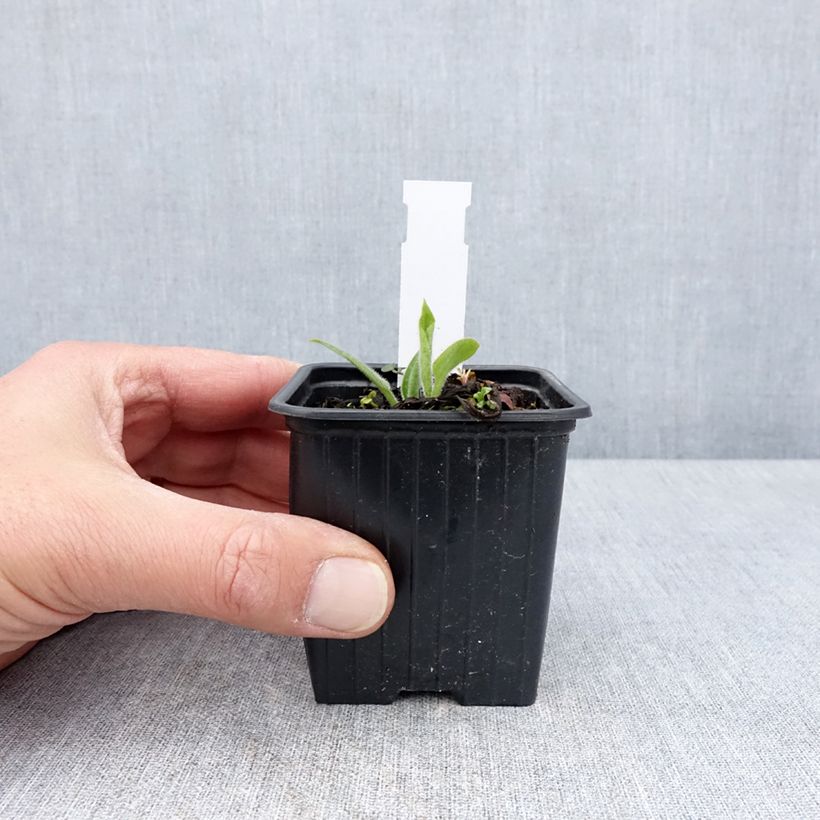 Amostra de Pulmonária saccharata Dora Bielefeld Vaso de 8/9 cm tal como entregue na primavera