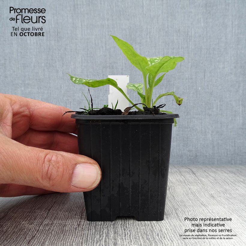 Amostra de Pulmonária saccharata Mrs Moon Vaso de 8/9 cm tal como entregue no outono
