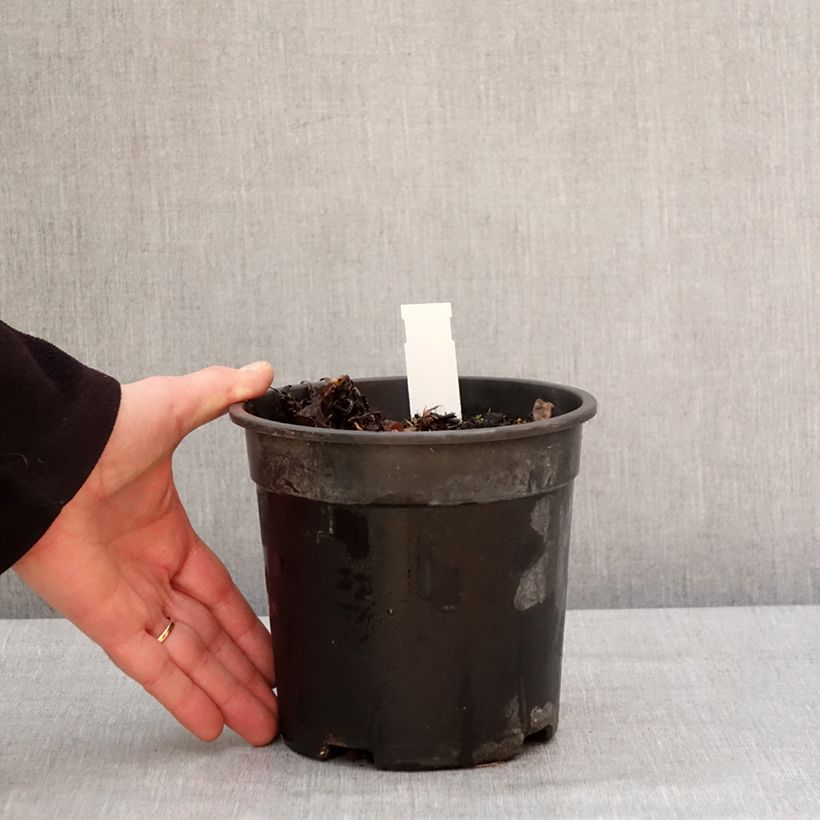 Amostra de Pulmonaria saccharata Mrs Moon - Pulmonaire Mrs Moon Vaso de 2 L/3 L tal como entregue no inverno