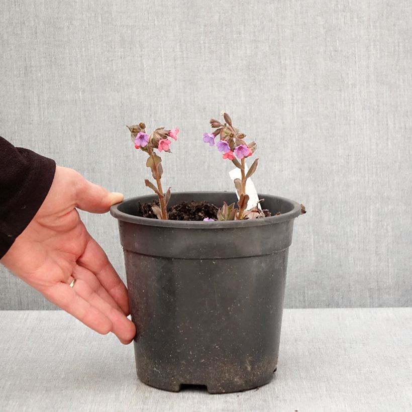Amostra de Pulmonária saccharata Mrs Moon Vaso de 2 L/3 L tal como entregue na primavera