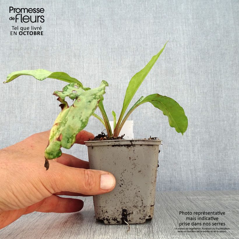 Amostra de Pulmonária saccharata Silverado Vaso de 8/9 cm tal como entregue no outono