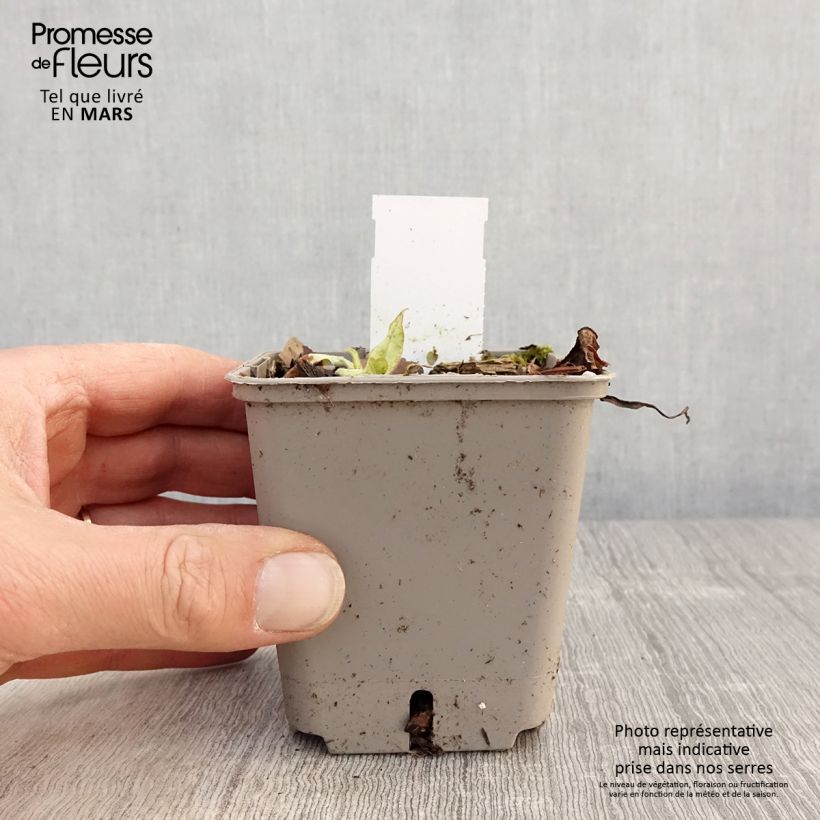 Amostra de Pulmonária saccharata Silverado Vaso de 8/9 cm tal como entregue na primavera