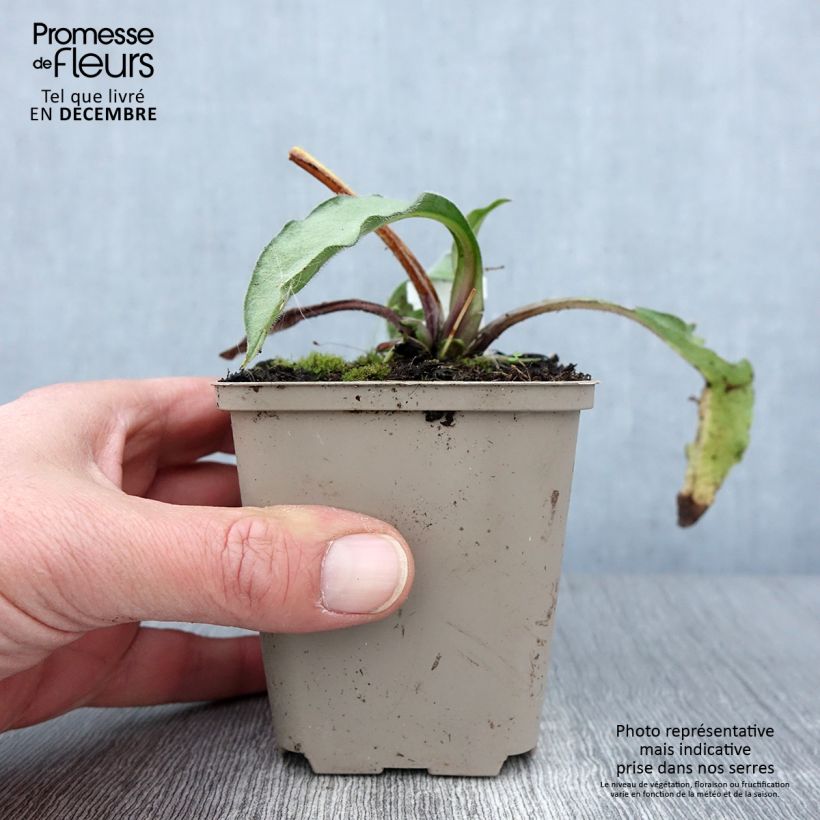 Amostra de Pulmonária Samourai Vaso de 8/9 cm tal como entregue no outono