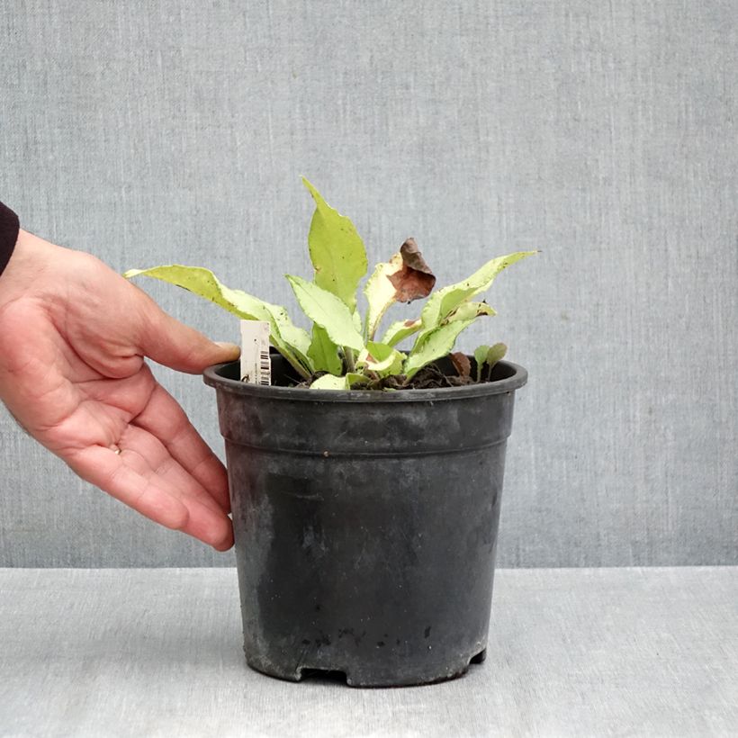 Amostra de Pulmonária Samourai Vaso de 2 L/3 L tal como entregue no outono