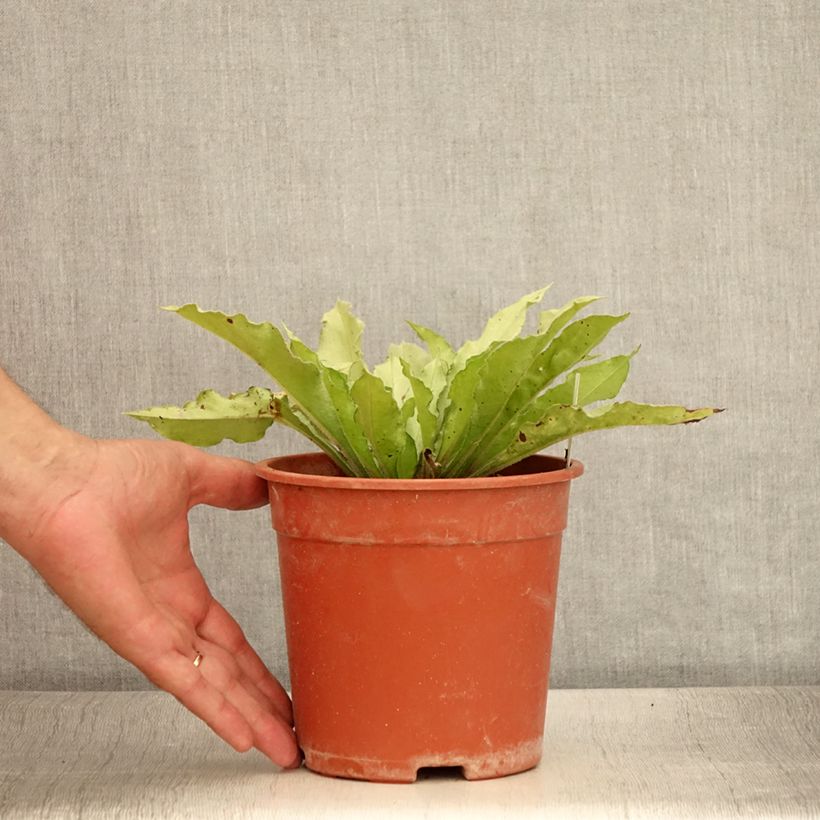 Amostra de Pulmonária Samourai Vaso de 2 L/3 L tal como entregue no verão