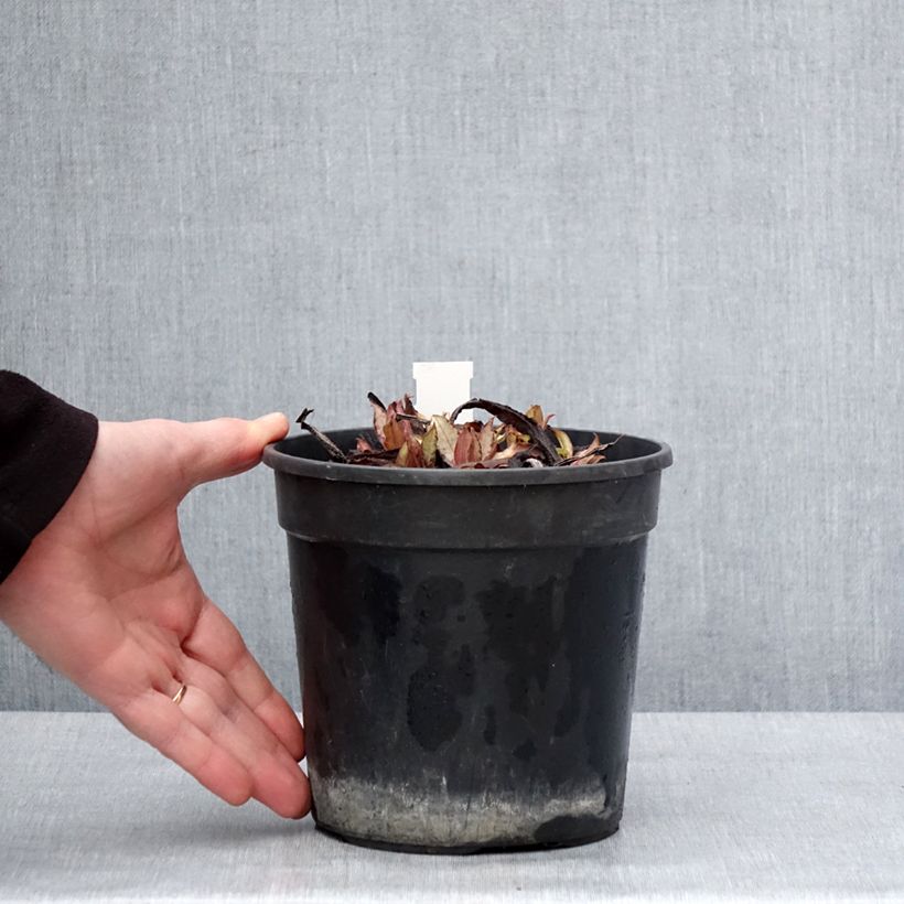 Amostra de Pulmonária Samourai Vaso de 2 L/3 L tal como entregue no inverno